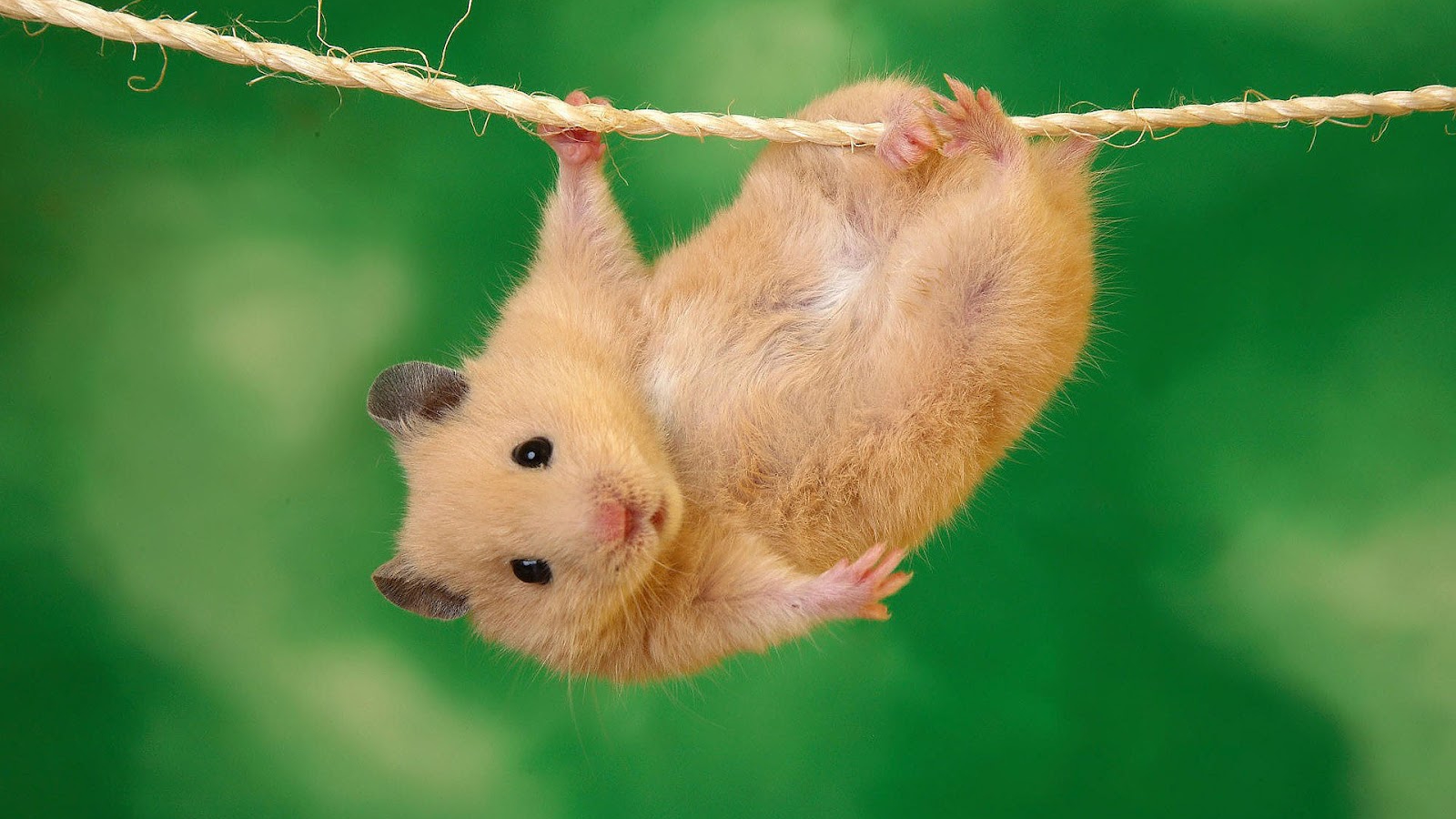Hamster nasıl bakılır