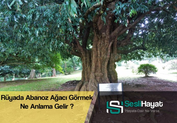 Rüyada Abanoz Ağacı Görmek Nedir Ne Anlama Gelir Diyanet ve İslami Yorumu Nedir